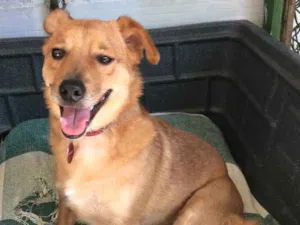 Cachorro raça SRD idade  nome Sebastian