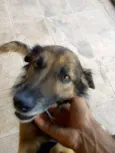 Sarninha