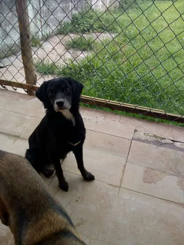 Cachorro ra a SRD idade 5 anos nome Sid