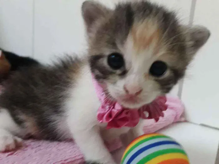 Gato raça Siamês  idade Abaixo de 2 meses nome Bella