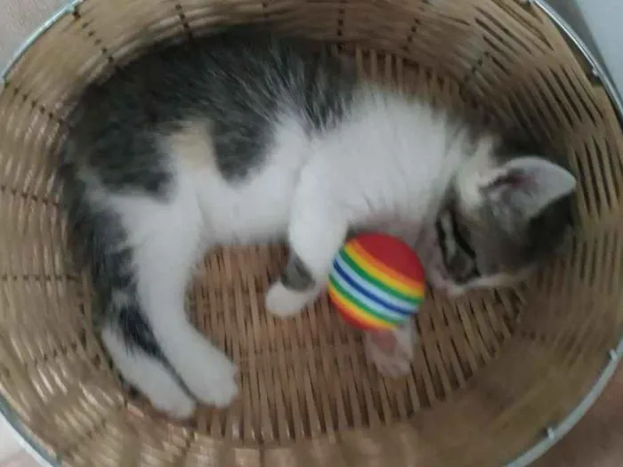 Gato raça Siamês  idade Abaixo de 2 meses nome Bella