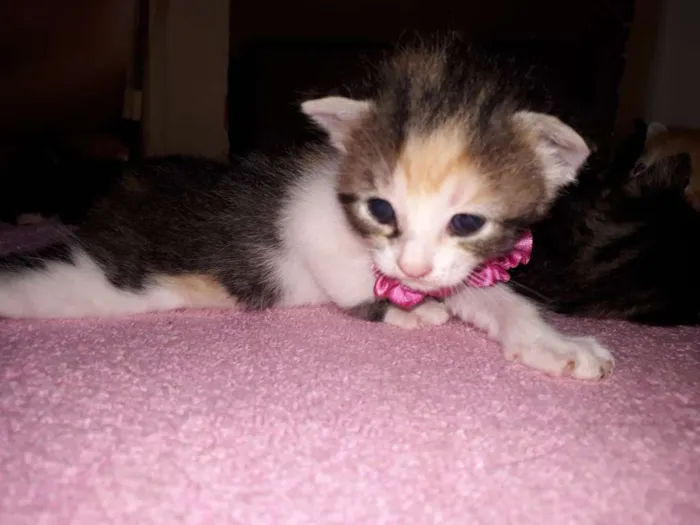 Gato raça Siamês  idade Abaixo de 2 meses nome Bella