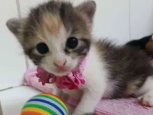 Gato raça Siamês  idade Abaixo de 2 meses nome Bella