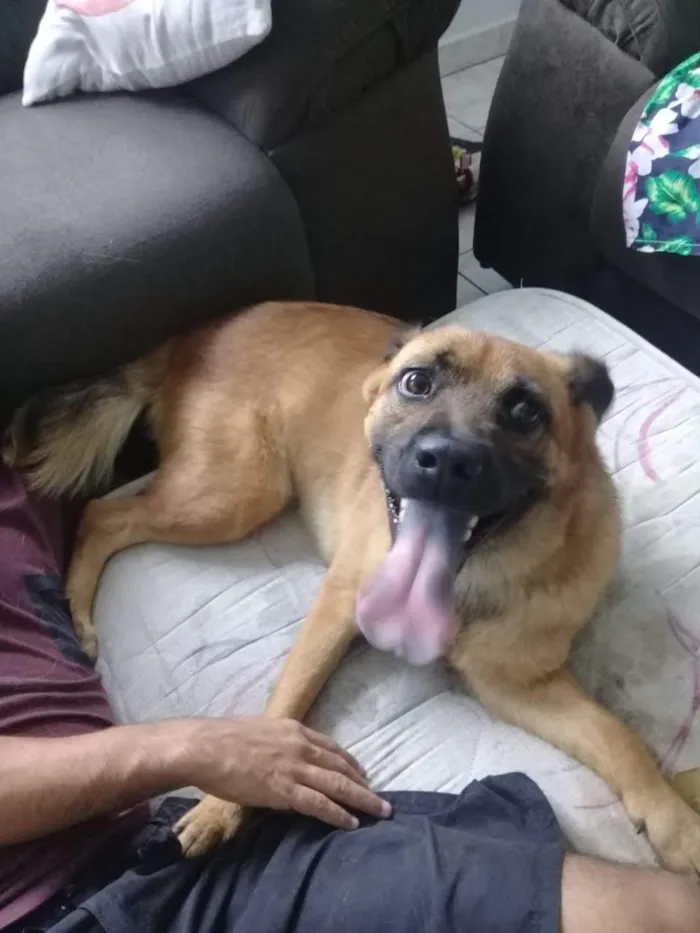 Cachorro ra a Misturado idade 1 ano nome Max