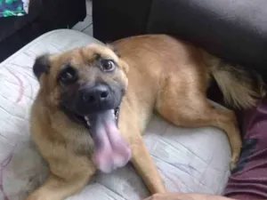 Cachorro raça Misturado idade 1 ano nome Max