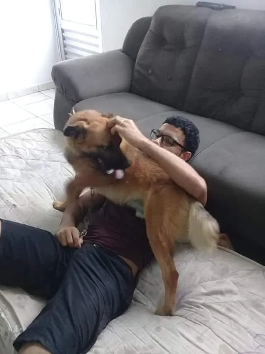 Cachorro ra a Misturado idade 1 ano nome Max