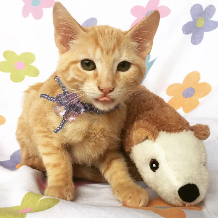 Gato ra a SRD idade Abaixo de 2 meses nome ALITA