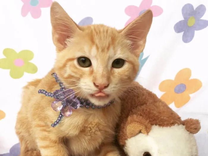 Gato ra a SRD idade Abaixo de 2 meses nome ALITA