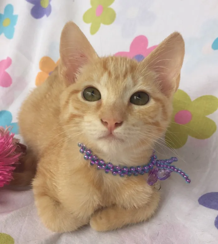 Gato ra a SRD idade Abaixo de 2 meses nome ALITA