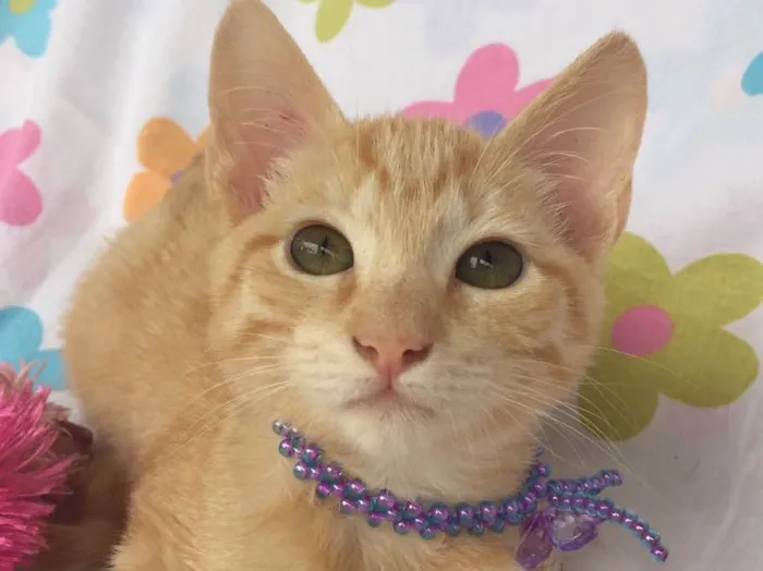 Gato ra a SRD idade Abaixo de 2 meses nome ALITA
