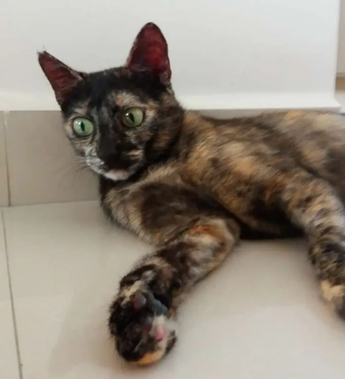 Gato ra a SRD idade 7 a 11 meses nome Nina