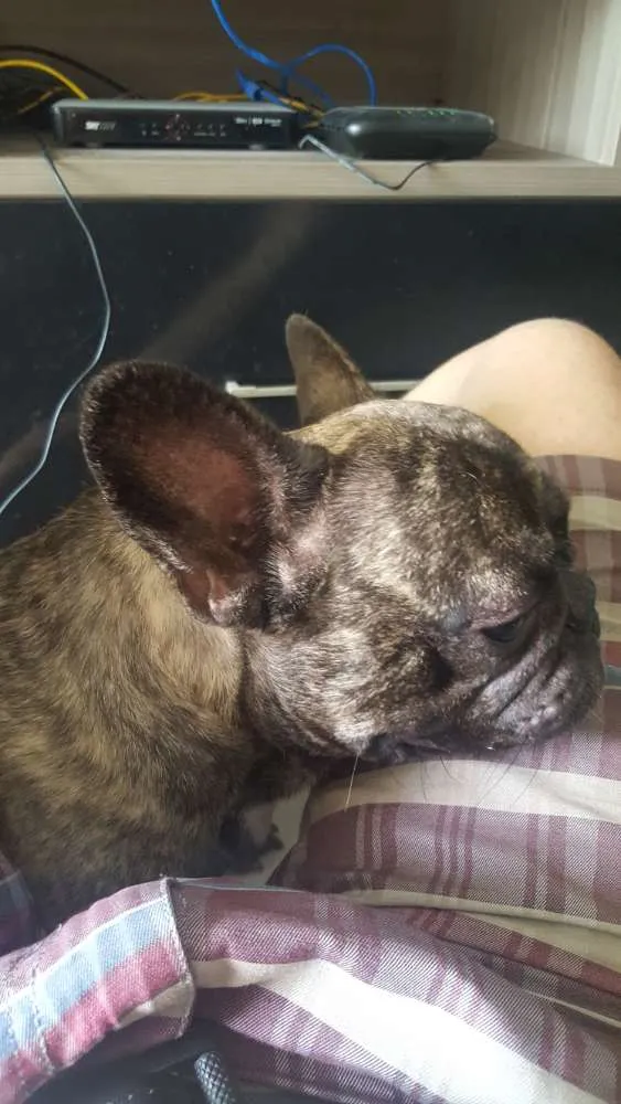 Cachorro raça Bulldog Francês idade 5 anos nome Bruce