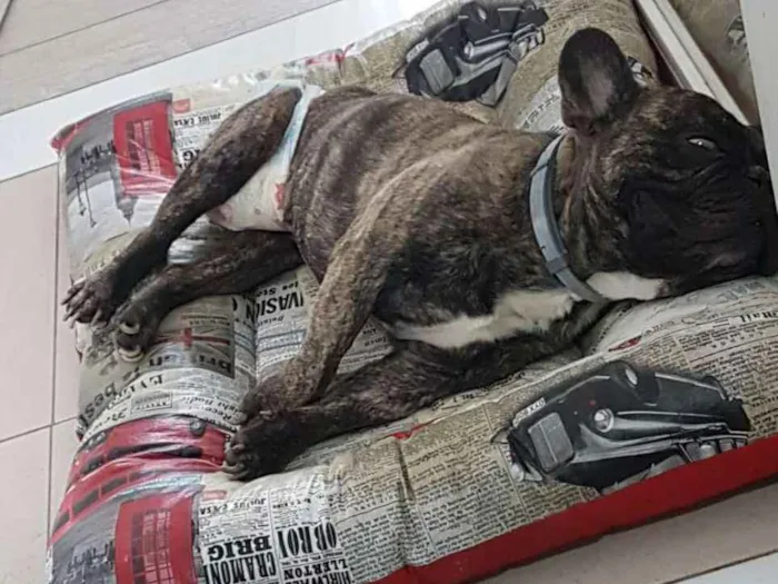 Cachorro raça Bulldog Francês idade 5 anos nome Bruce