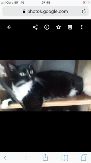 Gato raça SRD idade 1 ano nome Adoção 