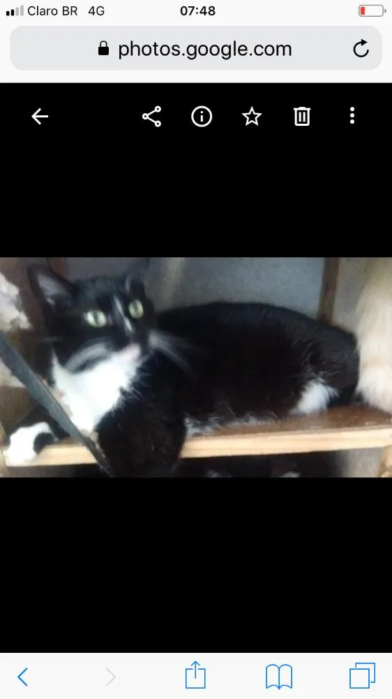 Gato ra a SRD idade 1 ano nome Adoção 
