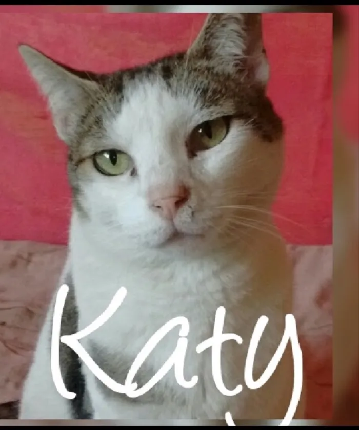 Gato ra a SRD idade 1 ano nome Adoção 