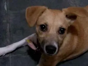 Cachorro raça Indefinida idade 1 ano nome Lara