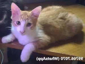 Gato raça SRD idade 1 ano nome Nésco (Nésquinho)