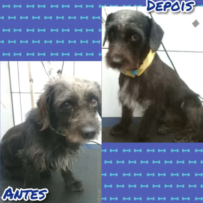 Cachorro ra a Vira lata idade 1 ano nome Neguinho
