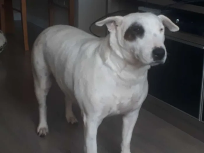 Cachorro ra a Bullterrier idade 6 ou mais anos nome Nina