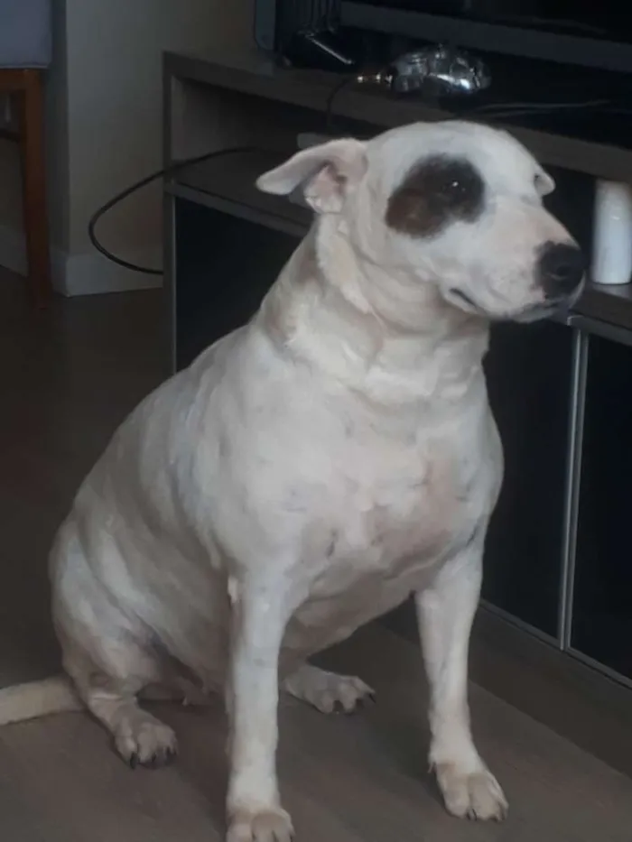 Cachorro ra a Bullterrier idade 6 ou mais anos nome Nina