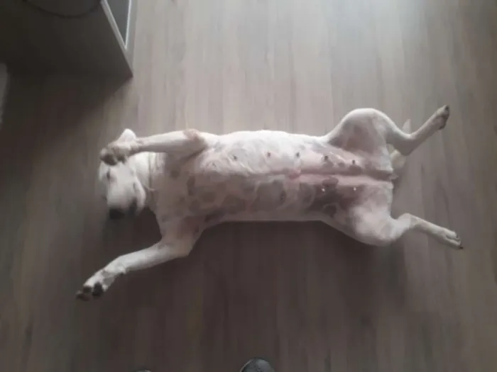 Cachorro ra a Bullterrier idade 6 ou mais anos nome Nina