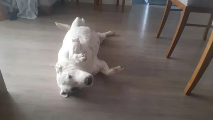 Cachorro ra a Bullterrier idade 6 ou mais anos nome Nina