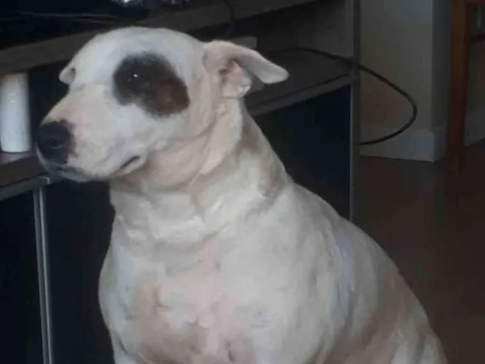 Cachorro ra a Bullterrier idade 6 ou mais anos nome Nina