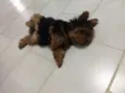 Niki