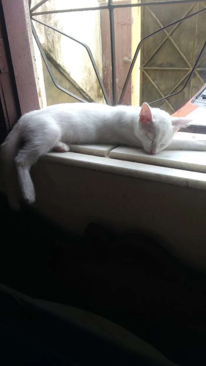 Gato ra a  idade 2 a 6 meses nome joy