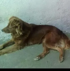 Cachorro ra a Não sei idade 6 ou mais anos nome Lora