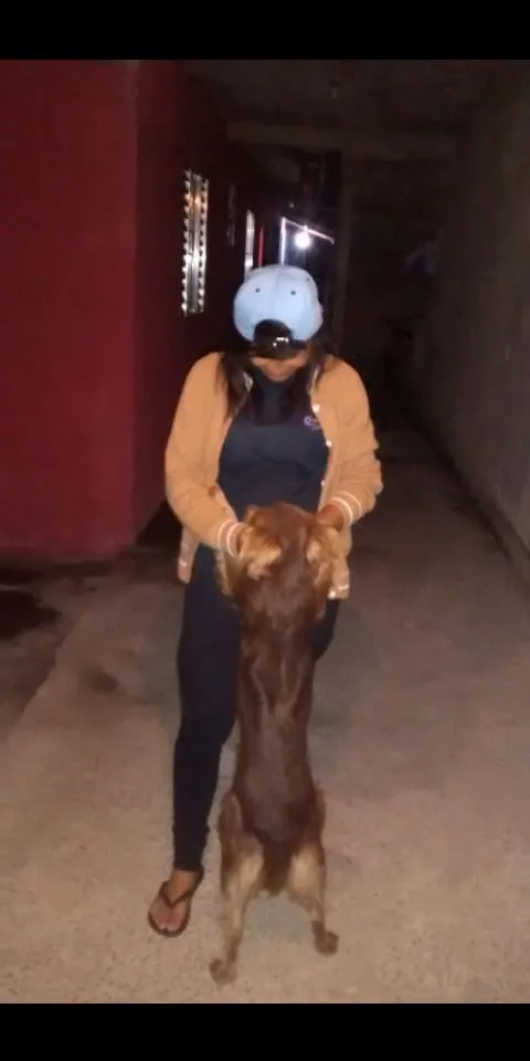 Cachorro ra a Não sei idade 6 ou mais anos nome Lora