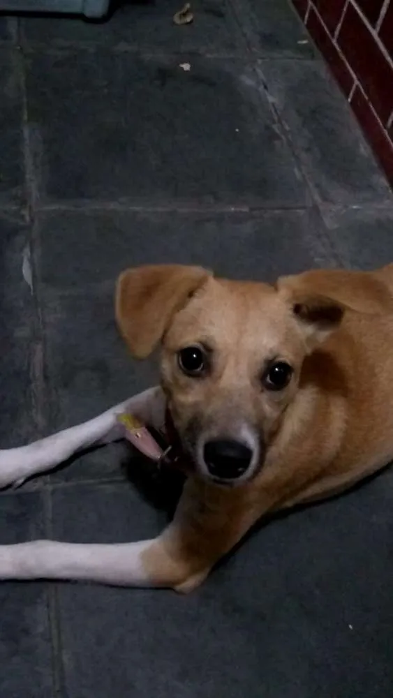 Cachorro ra a Indefinida idade 1 ano nome Lara