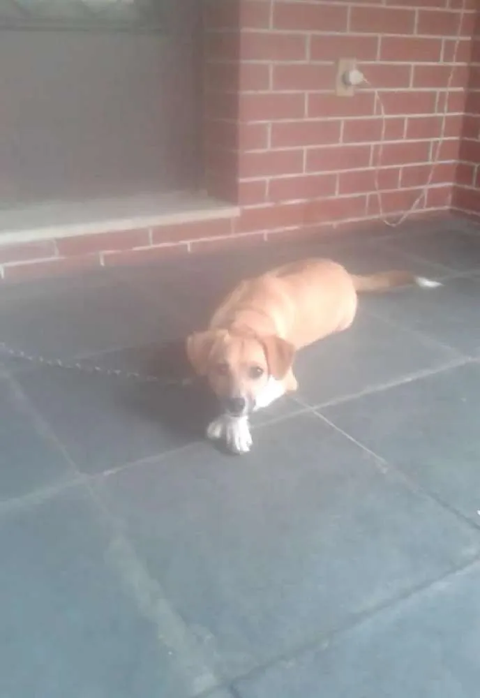 Cachorro ra a Indefinida idade 1 ano nome Lara