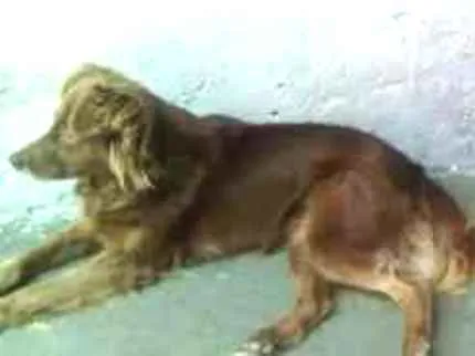 Cachorro ra a Não sei idade 6 ou mais anos nome Lora