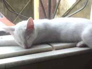 Gato raça  idade 2 a 6 meses nome joy
