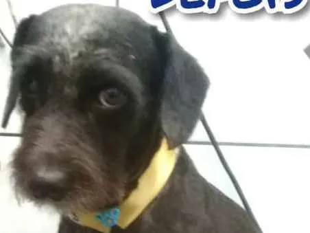 Cachorro ra a Vira lata idade 1 ano nome Neguinho