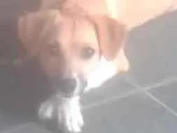 Cachorro ra a Indefinida idade 1 ano nome Lara
