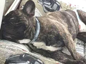 Cachorro raça Bulldog Francês idade 5 anos nome Bruce