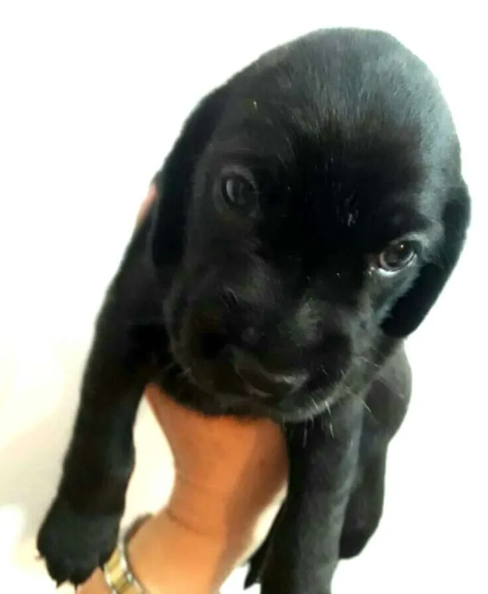 Cachorro ra a Mestiços de Cocker  idade Abaixo de 2 meses nome Filhotes mix Cocker 