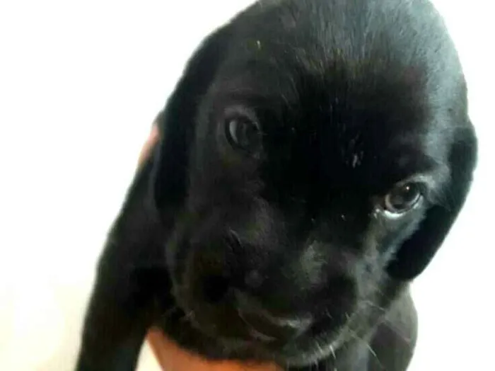 Cachorro ra a Mestiços de Cocker  idade Abaixo de 2 meses nome Filhotes mix Cocker 
