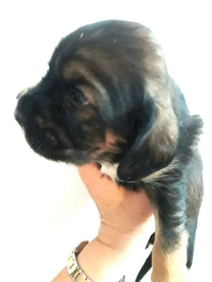 Cachorro ra a Mestiços de Cocker  idade Abaixo de 2 meses nome Filhotes mix Cocker 