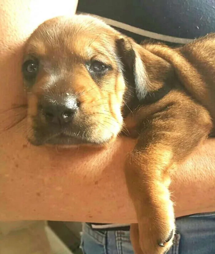 Cachorro ra a Mestiços de Cocker  idade Abaixo de 2 meses nome Filhotes mix Cocker 