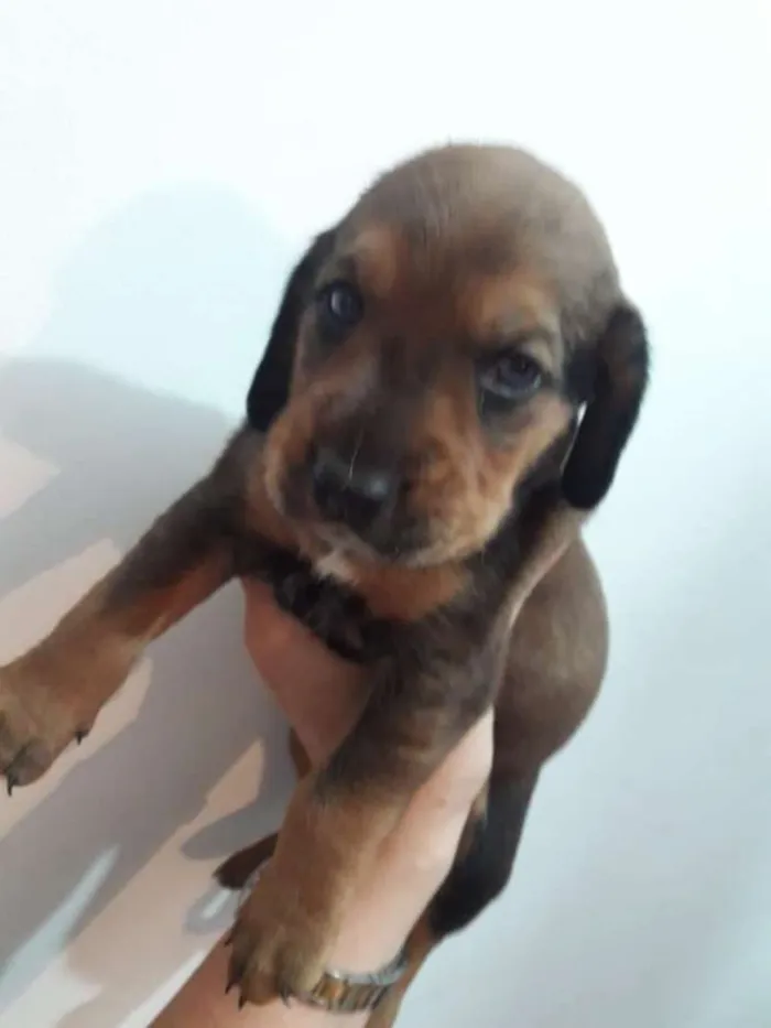 Cachorro ra a Mestiços de Cocker  idade Abaixo de 2 meses nome Filhotes mix Cocker 