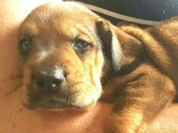 Cachorro ra a Mestiços de Cocker  idade Abaixo de 2 meses nome Filhotes mix Cocker 
