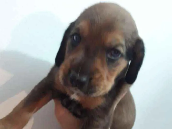 Cachorro ra a Mestiços de Cocker  idade Abaixo de 2 meses nome Filhotes mix Cocker 