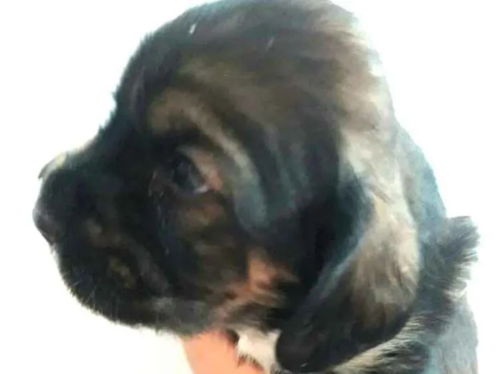 Cachorro ra a Mestiços de Cocker  idade Abaixo de 2 meses nome Filhotes mix Cocker 