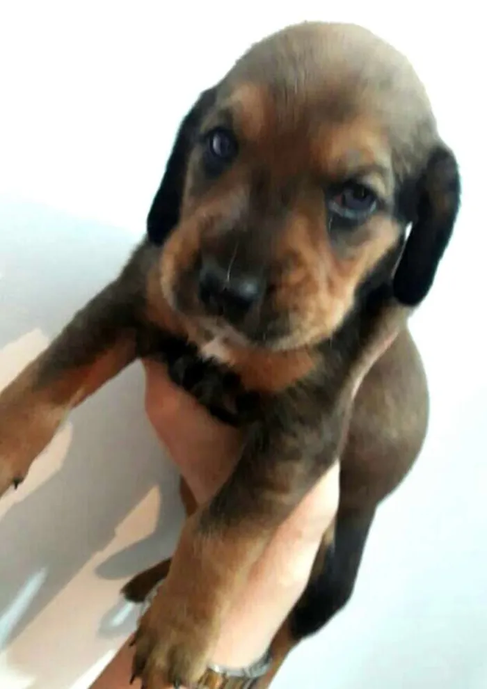 Cachorro ra a Mestiços de Cocker  idade Abaixo de 2 meses nome Filhotes mix Cocker 