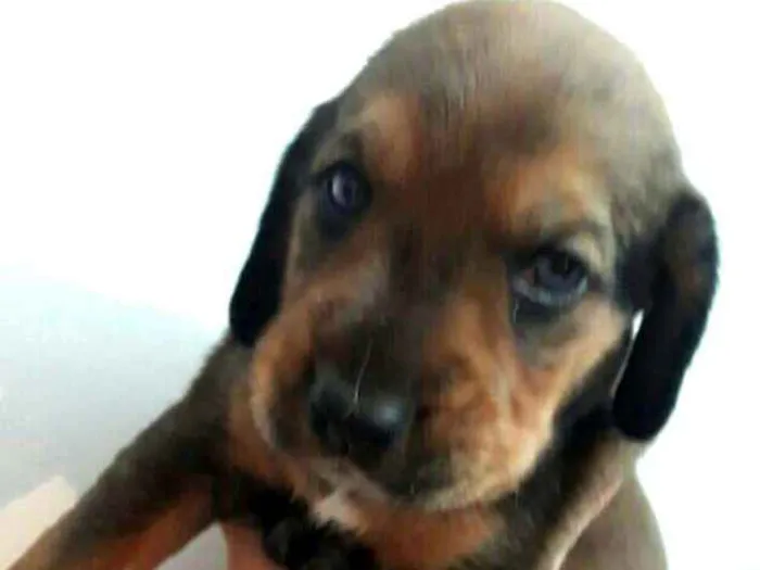 Cachorro ra a Mestiços de Cocker  idade Abaixo de 2 meses nome Filhotes mix Cocker 