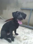 Giovani